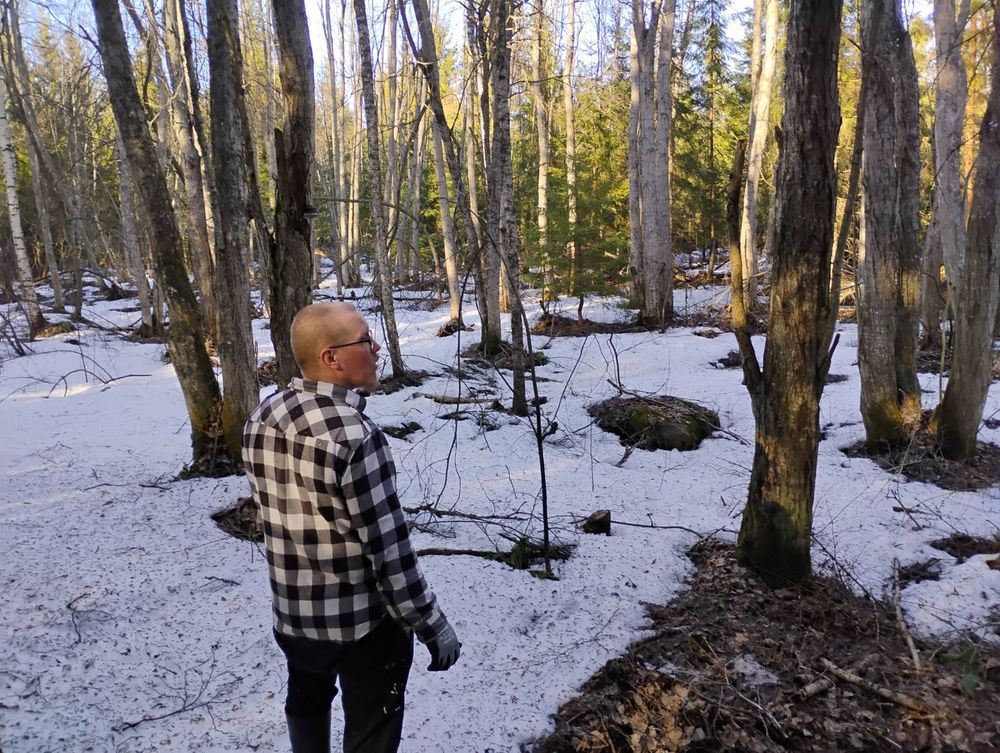 Ennallistettua noroa ja sen lähimetsään. Pikkuhiljaa kuusien valtaama metsä muuntuu takaisin lehtimetsävaltaiseksi.