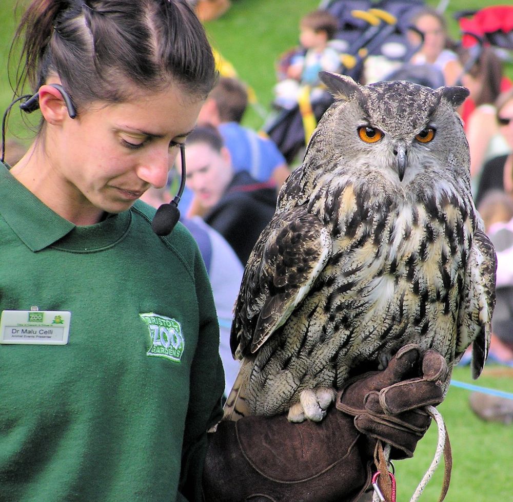 Woman with an Eurasian Eagle Own on her gloved hand. The owl looks chill.