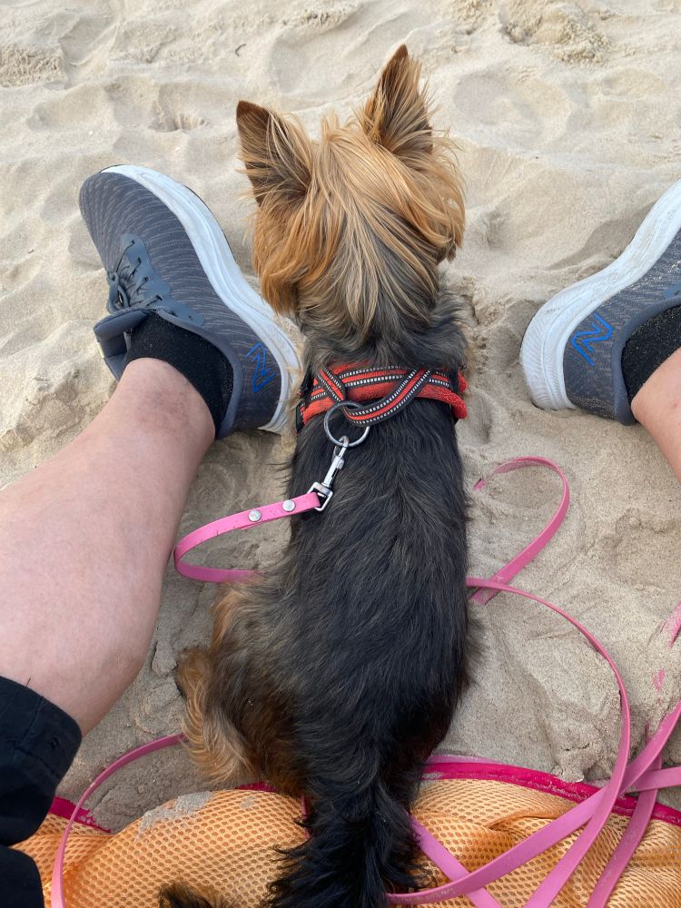 Yorkshire Terrier liegt im Sand und ist hochkonzentriert
