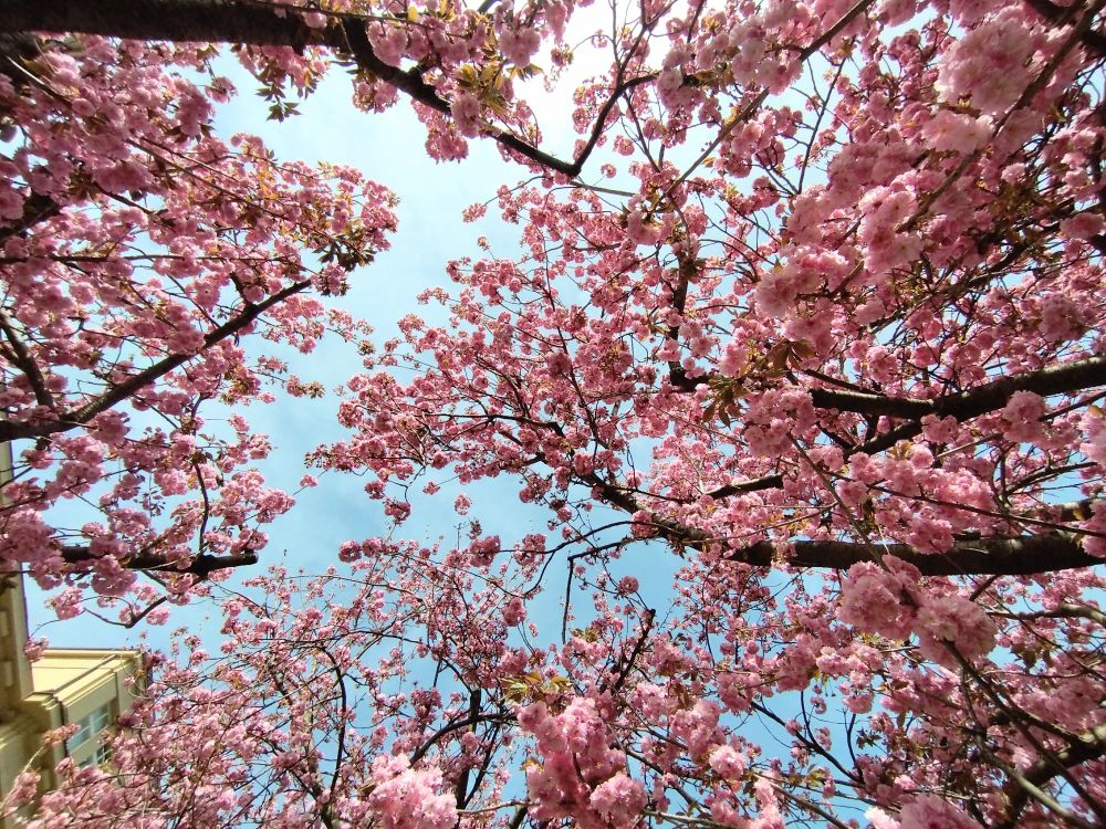 Pink sakura trees in full bloom on front of VŠCHT Praha. 