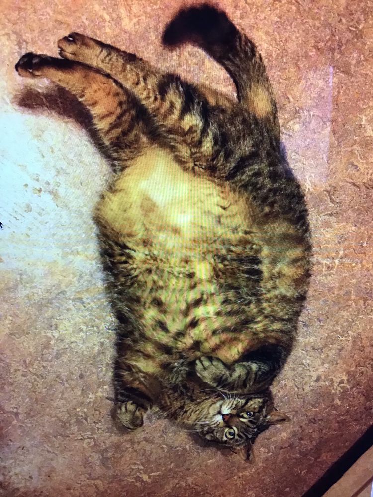 A truly fat tabby cat lies on his back. 