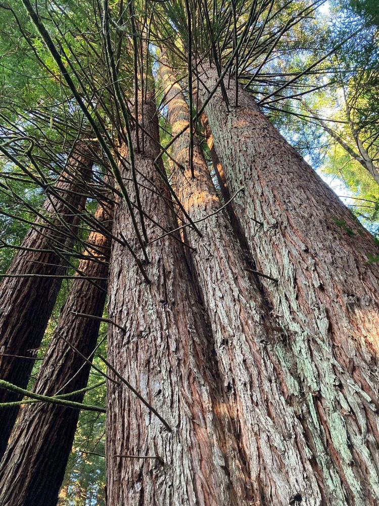Looking up at a cluster of redwood trees in the sunlight. 