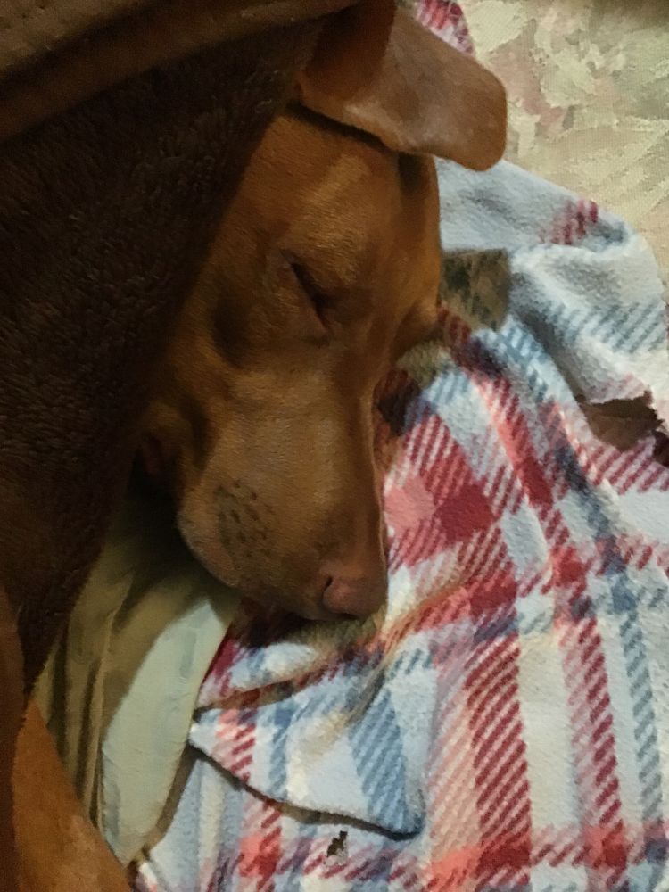 A red hound sleeps after getting a skunk bath at 5AM
