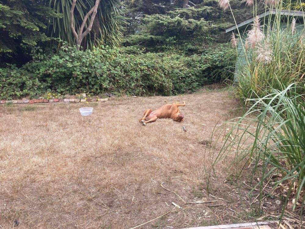A red hound lies on her back in a yard. 