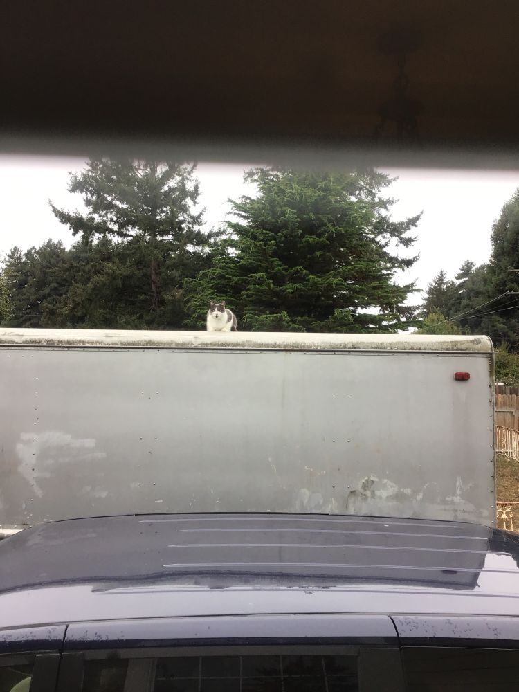 The cat that isn’t ours is watching me from the roof of a truck like I’m cat TV. 