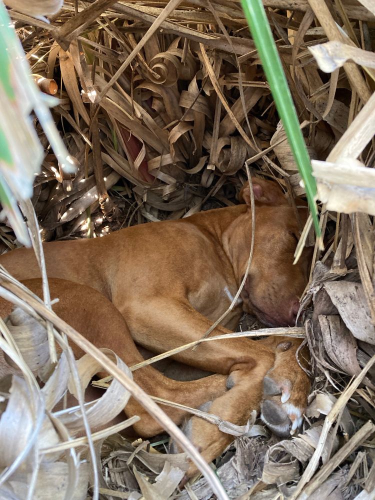 A red hound nesting in a large pampas grass plant