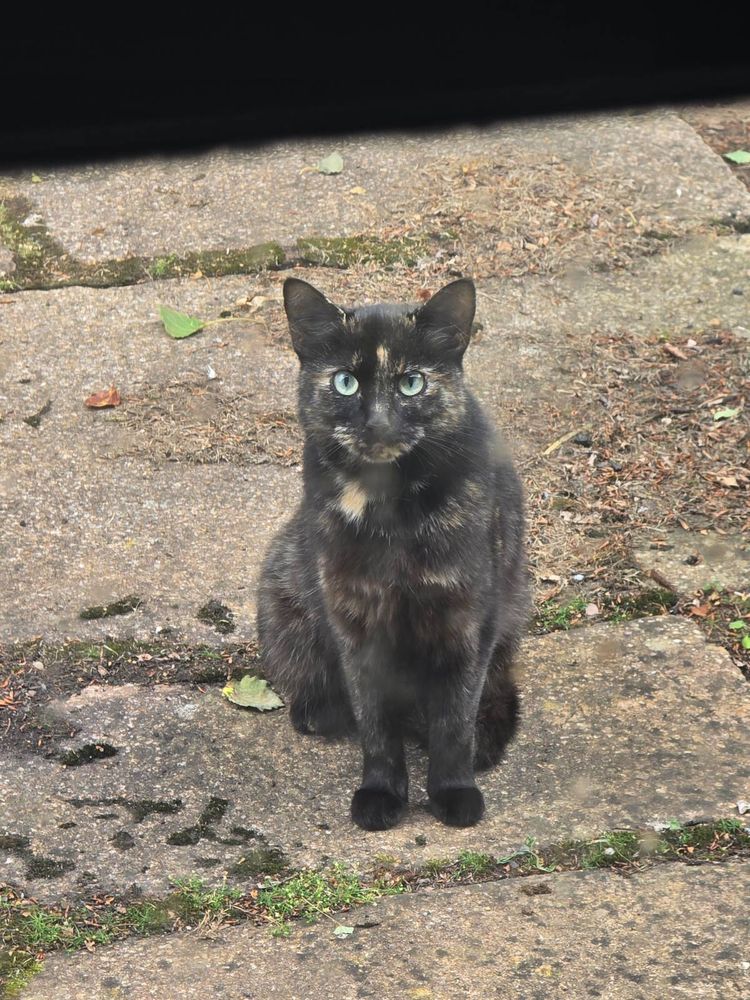 A very small and serious looking tortie cat