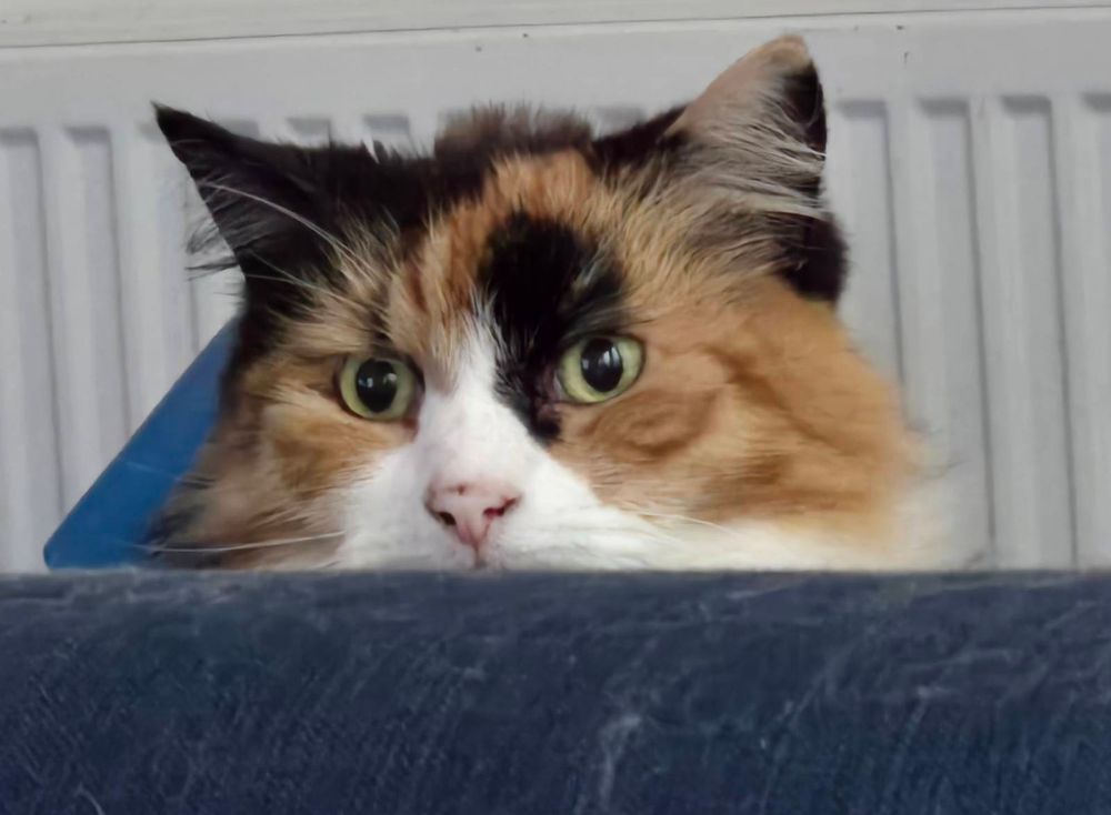 A fluffy calico cat peeking over the edge of a blue sofa and looking very affronted 

The sofa is, of course, covered in cat fur