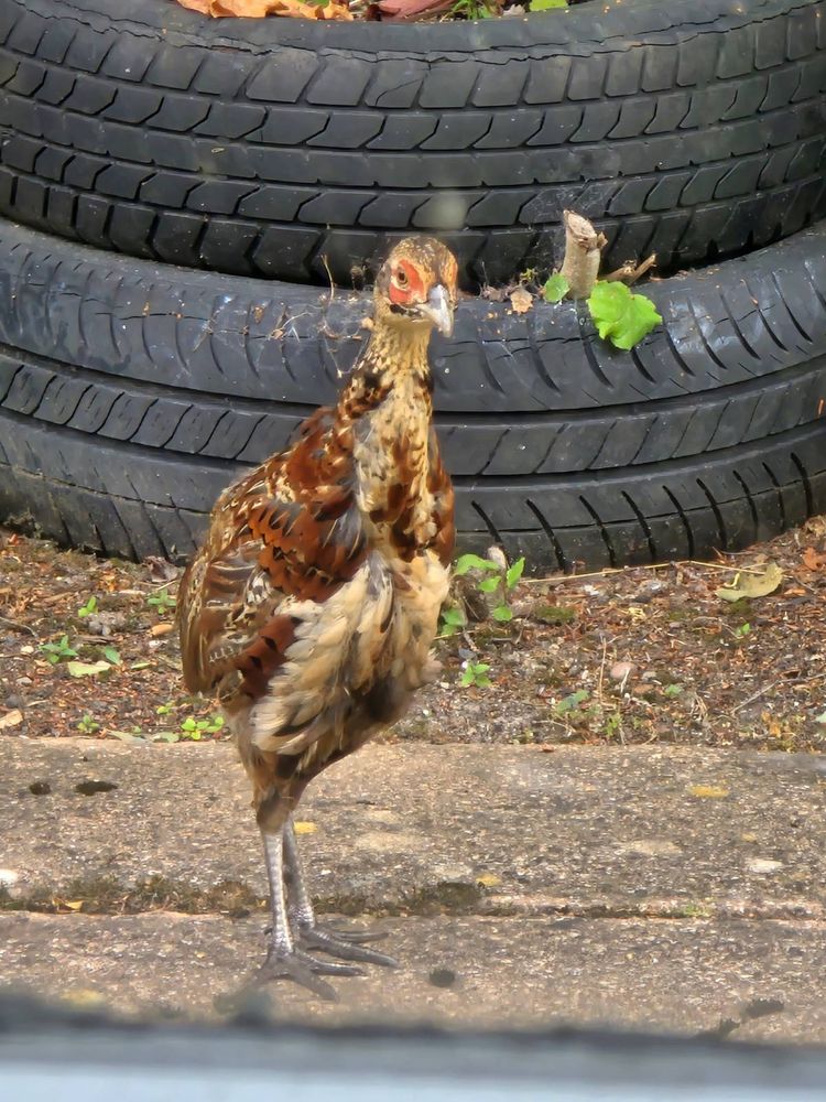 A raggy looking juvenile grouse in front of some tyres used as planters 