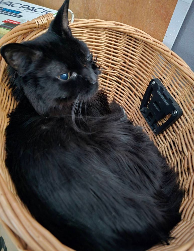 A black cat curled up in a wicked basket designed to fit on a bicycle 