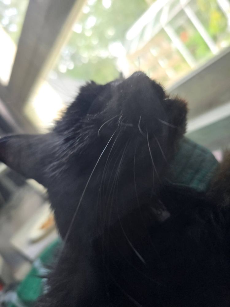 A black cat in a cloud of nebuliser vapour, in front of a window.  He wears a feeding tube collar.
 A greenhouse is visible outside. 