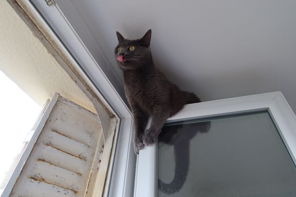 A grey cat is sitting in a weird position on a window frame, its tongue sticking out while it watches something appetizing in the distance