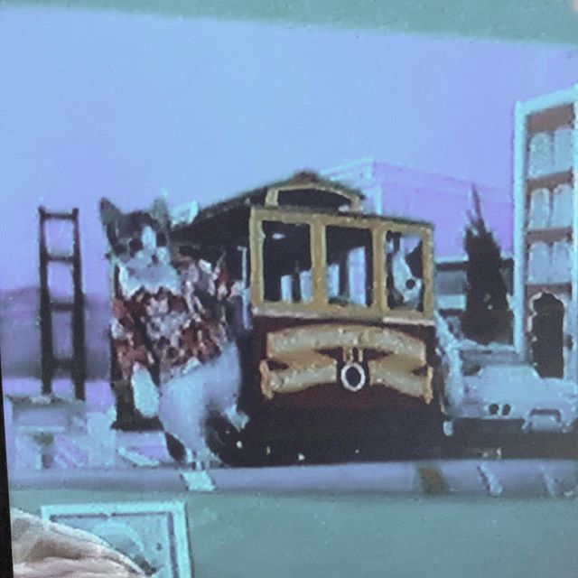 fat cat party animal wearing a Hawaiian shirt on a trolley in San Francisco 