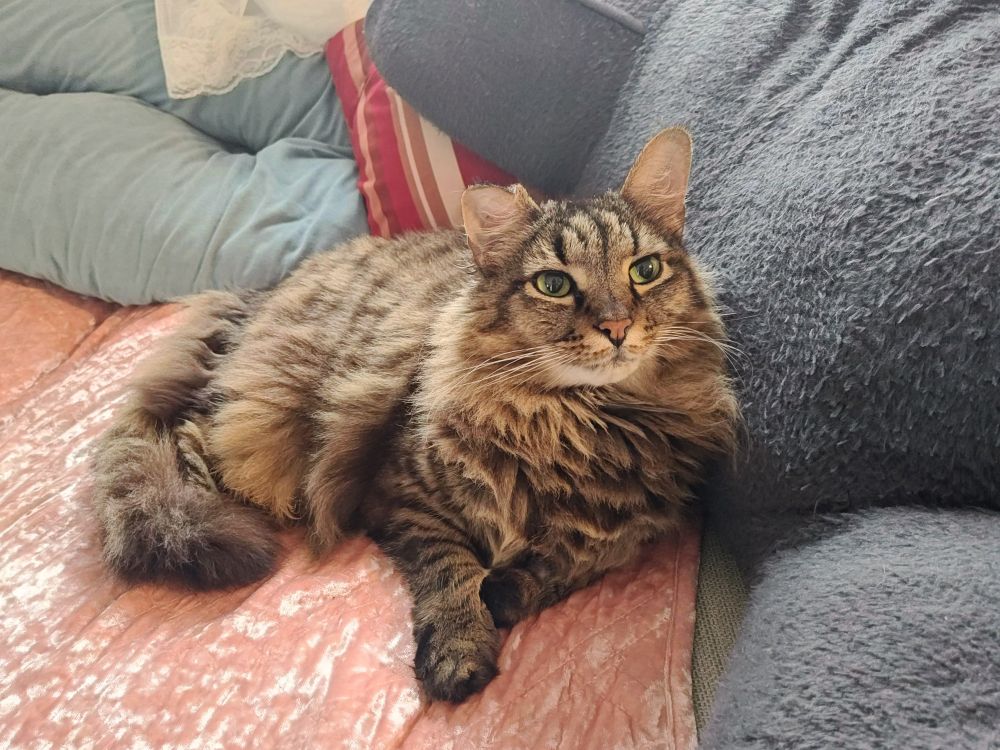 A fluffy cat looks off into the distance contemplating life with poise and elegance