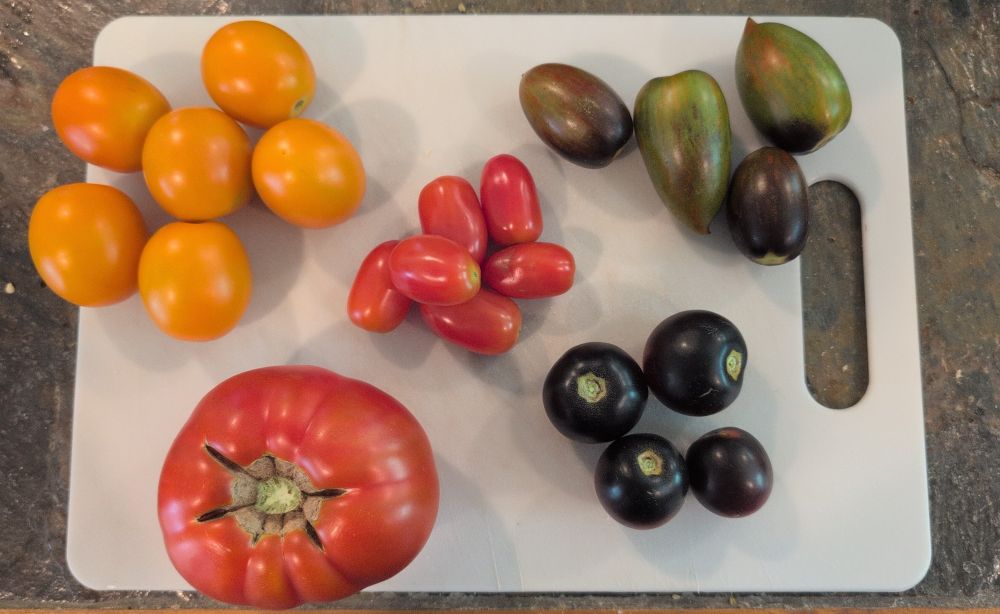 Five groups of tomatoes are displayed on a white plastic cutting board. One big red heirloom, 6 light orange small tomatoes, 6 even smaller red grape tomatoes, 4 small dark purple tomatoes, and 4 green/purple oval tomatoes that look like no tomatoes I've ever seen before. 