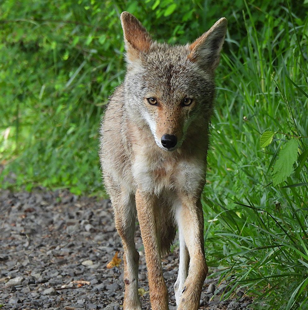 teenage coyote with a grayish head and light auburn muzzle with black nose looking right at the camera. Nice perky ears.