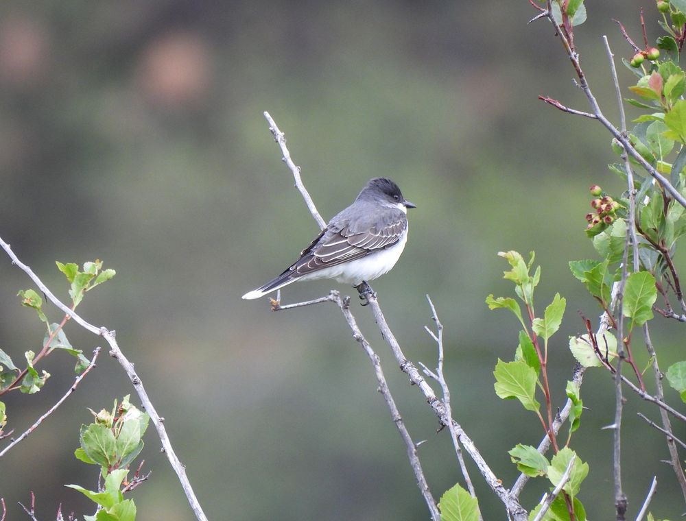 Eastern Kingbird
