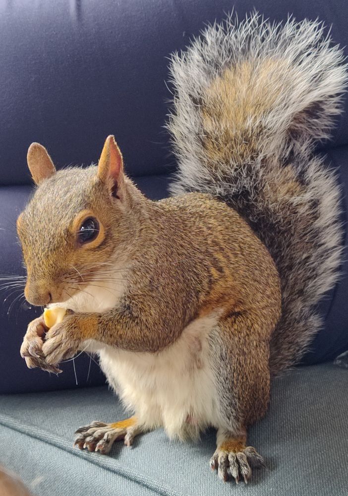 squirrel with nut