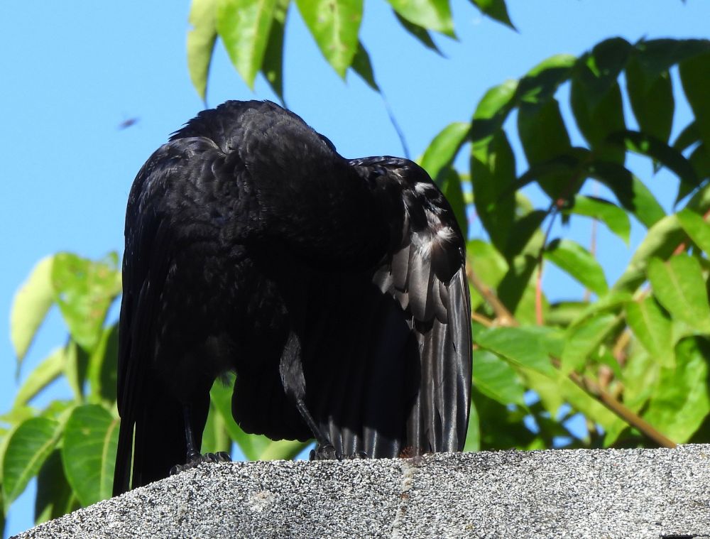 Goth crow doth hideth the head and frequent Dark Star Magick on the corner of Burnside and 8th, before ambling down to Grendel's Coffee House for a Bauhaus Special Blend. This is a feathery, leathery crow whose bashful side has a dark allure. Favorite author? Crowley, of course.