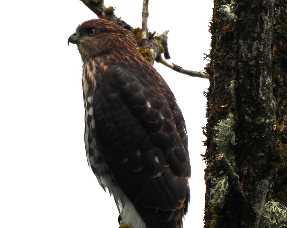 young cooper's hawk