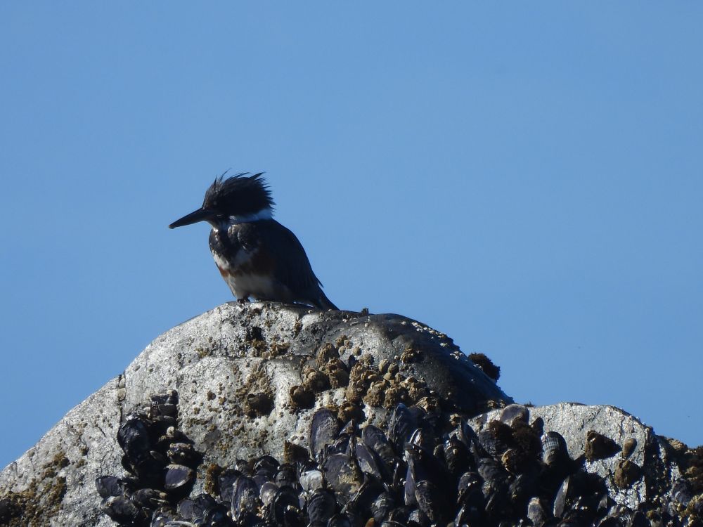 kingfisher on a rock
