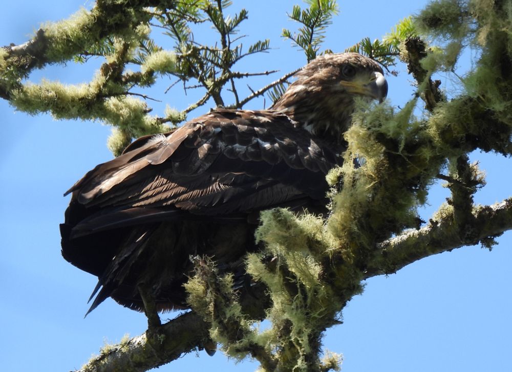 immature bald eagle high in a mossy tree