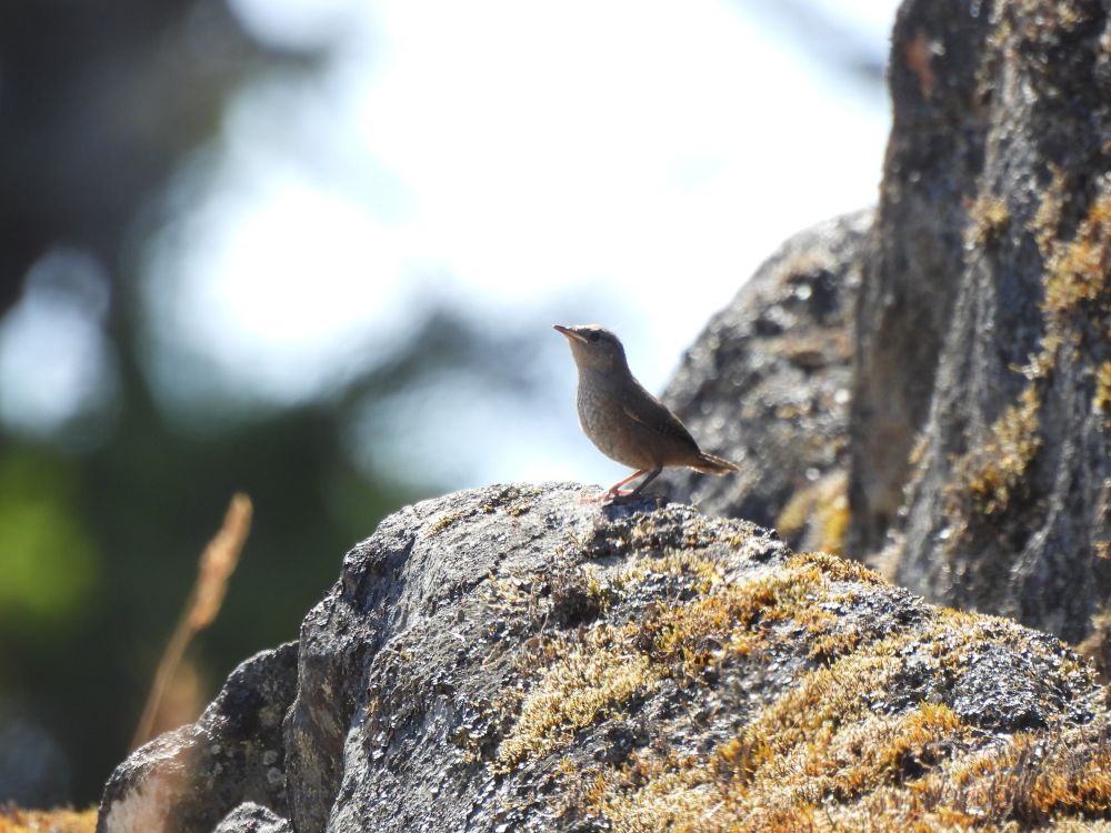 some little lithe birdo in biege, on a rock.