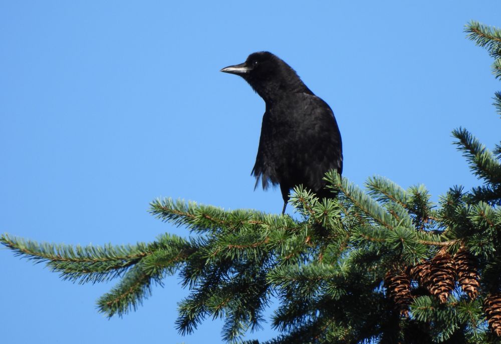 Sporty crow likes a trendy downward feather flurffle unbothered by posh pretensions of total coiffness. No, this hip crowster of today lets it all hang out with a chic blase attitude that tells the world "I'm free and I know it." With just a dash of fir tree pine-cone pinache. Oh yeah.