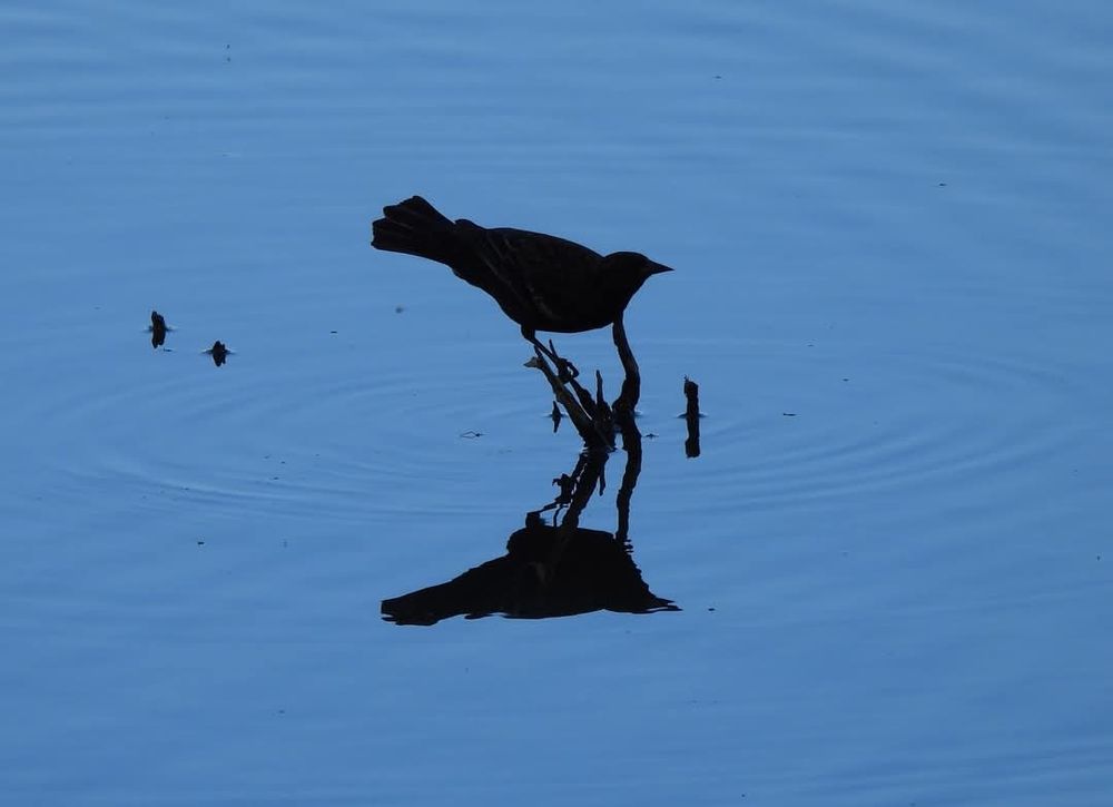 Silhouette of a smallish bird on a tiny stump curved upward away from reflection in the chilled blue water.