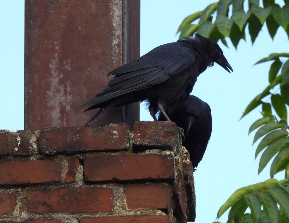 Crows about town dress up in their slick, tailored tuxes, black tie, cummerbund, and tails, of course. Maybe there's a little saucy Je ne sais quoi to their penchant for mimicking chimney sweeps and playing ring around the rosy, but these two cheeky champs couldn't be more serious about their fashion sense. Swank is back, baby.