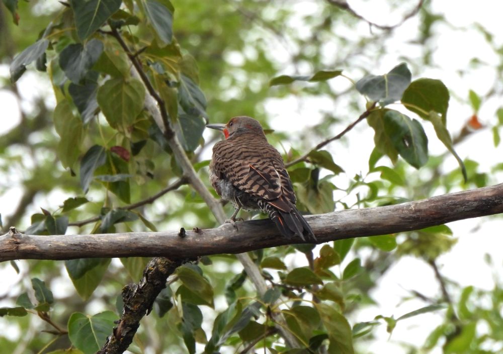 flicker 