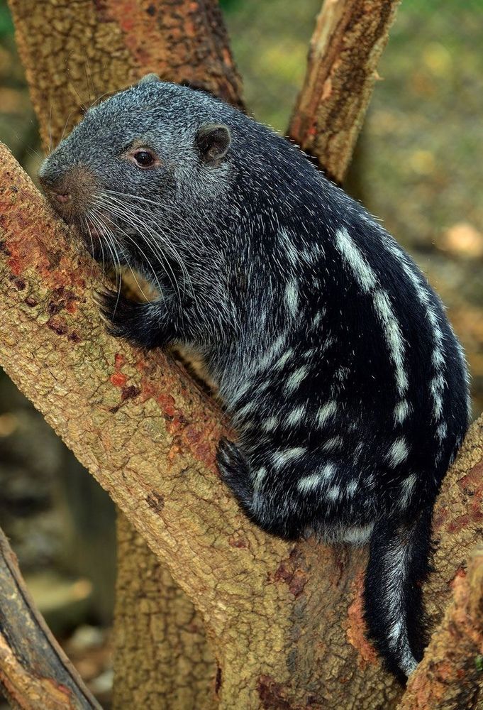 a cute gray rodent with white spots on butt