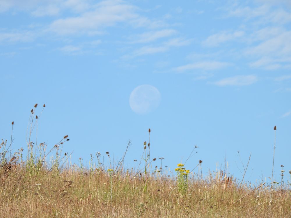 light disc of moon and light clouds in pale sky above wild grasses.