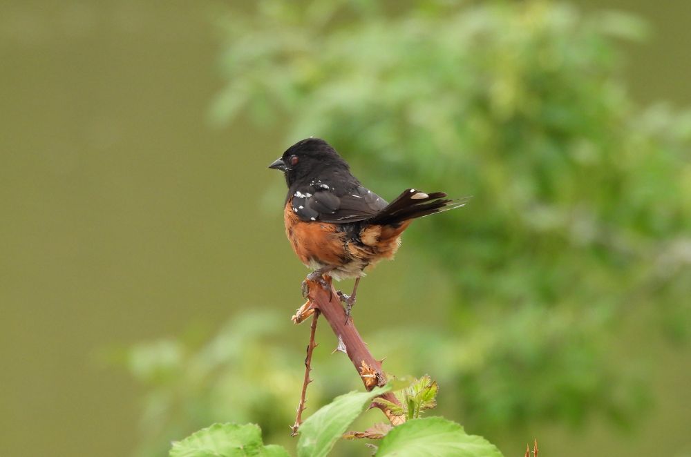 towhee on branch