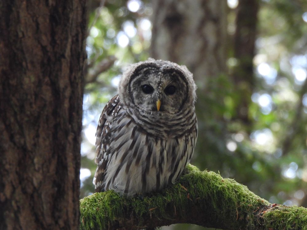 barred owl staring out quizzically from mossy branch.