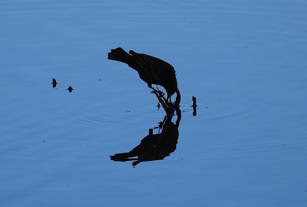Silhouette of a smallish bird on a tiny stump curved downward to meet reflection in the solemn blue water.