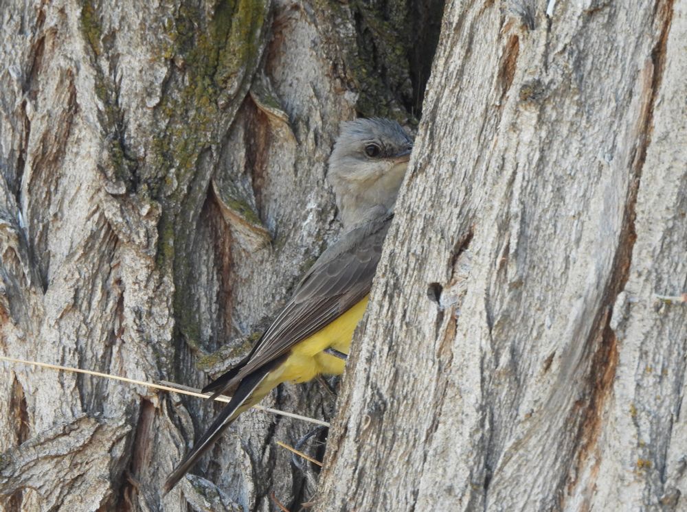 Against a gray tree trunk with lots of vertical ripples, a bird with gray top feathers and head and yellow belly. Looking at camera.
