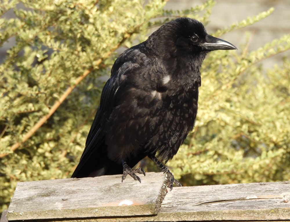 Every season there's the moody crow waddling down the runway, clutching a plank of wood like a corvid lumberjack. Burly, surly, off to bed early, this crow can bench press your mother and swallow large rats whole without even a second thought. That look around the eyes--that's the knowing look of a crow that knows who they are. Oh la la, that's sexy.