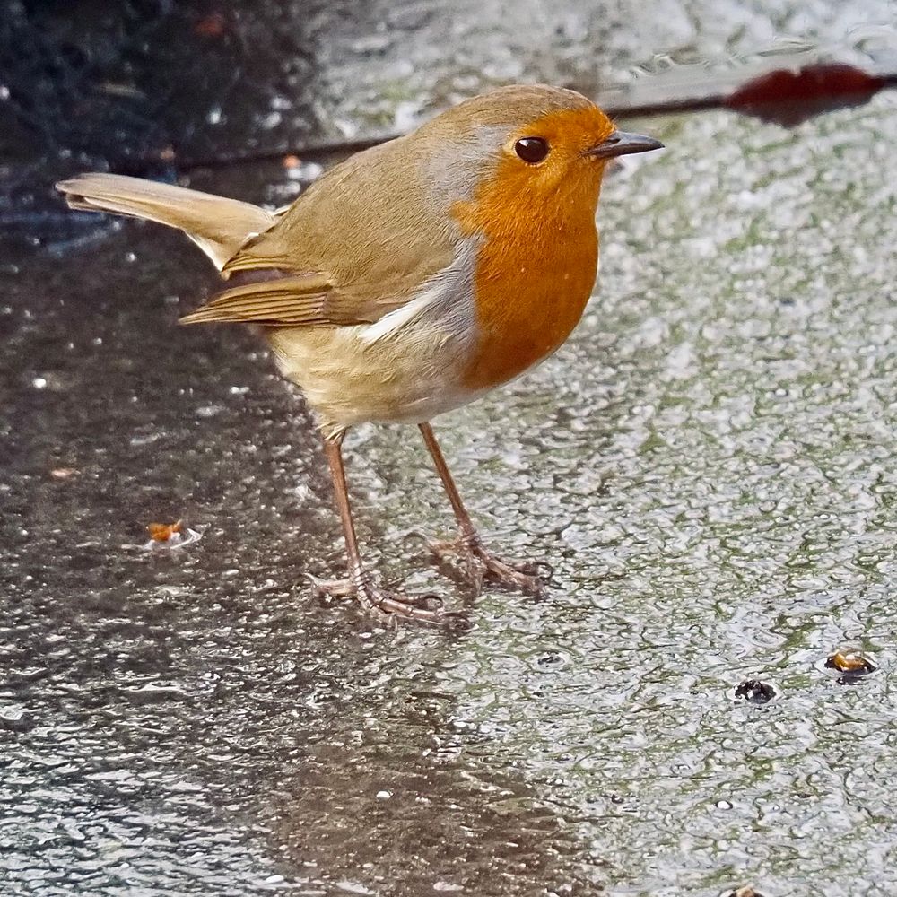A Robin redbreast stands on a rain-slicked patio slab.