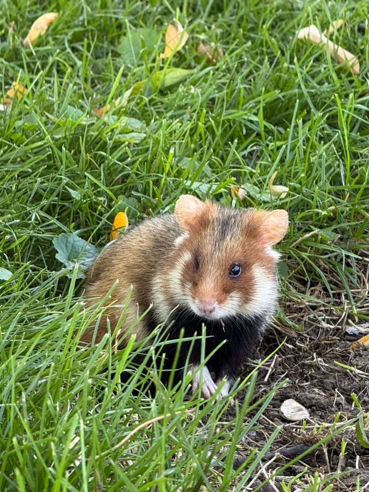 Feldhamster sitzt im Gras