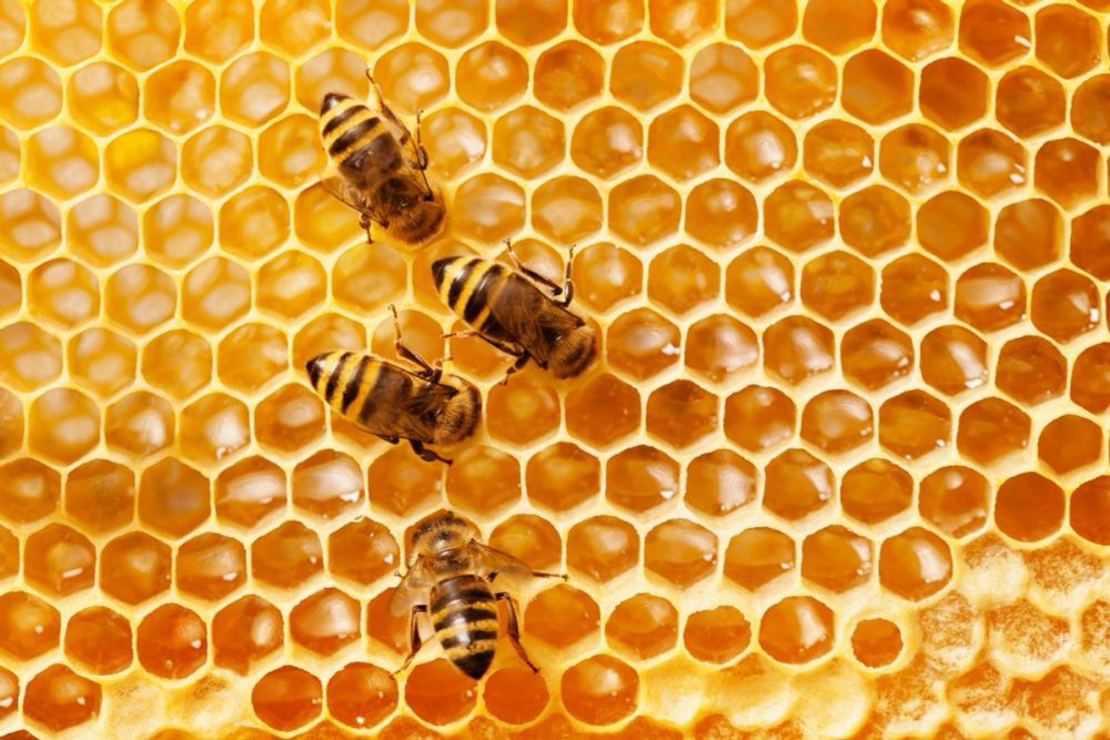 four honeybees with their heads in honeycomb hexes, producing or eating honey