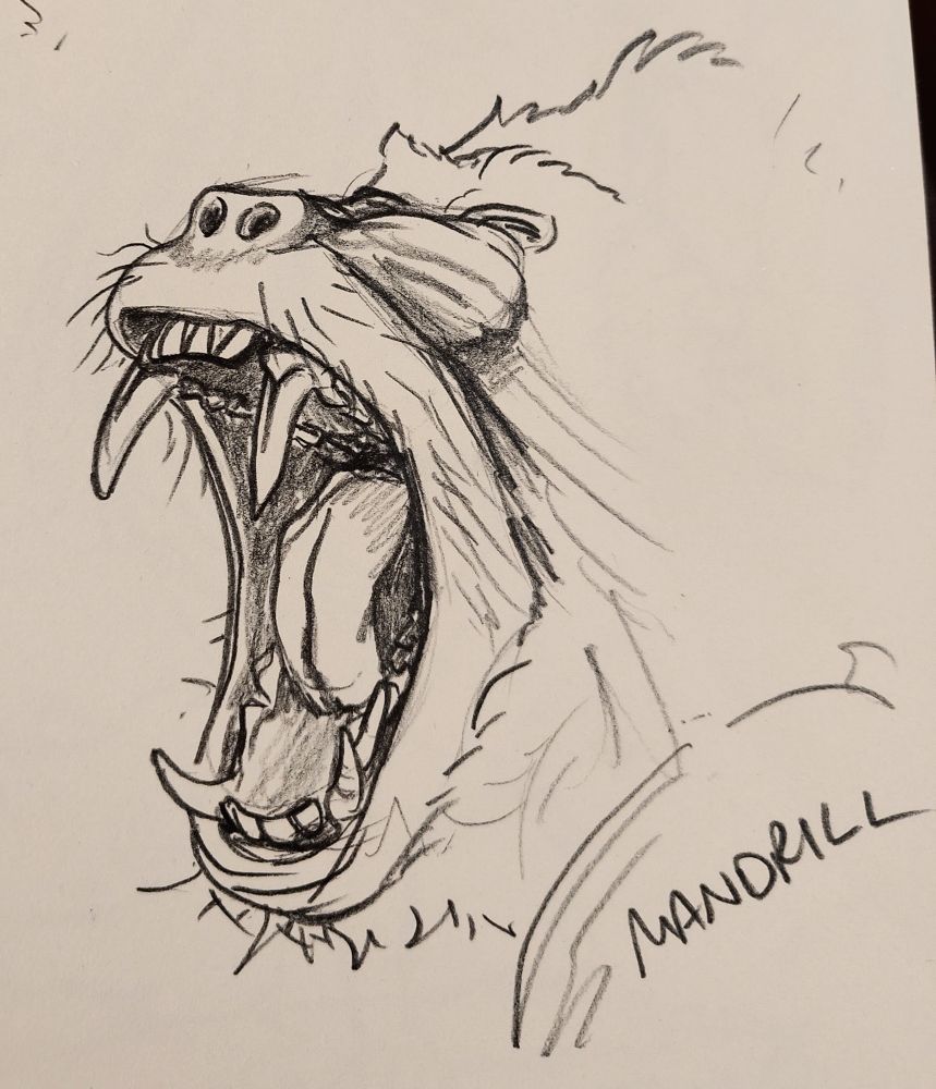 Graphite drawing of a mandrill