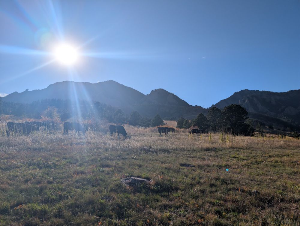 Cows graze in the Open Space below South Boulder and Bear peaks under a blazing sun ina  clear, blue sky.
