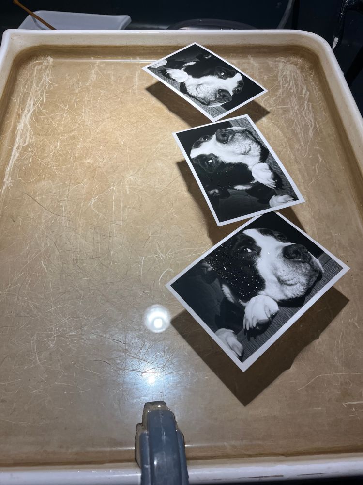 Three 4-inch by 6-inch black and white photos of a black and white dog rest in a large basin of water. All of the photos are the same, and show the dog in close up with his nose resting on the arm of a couch.
