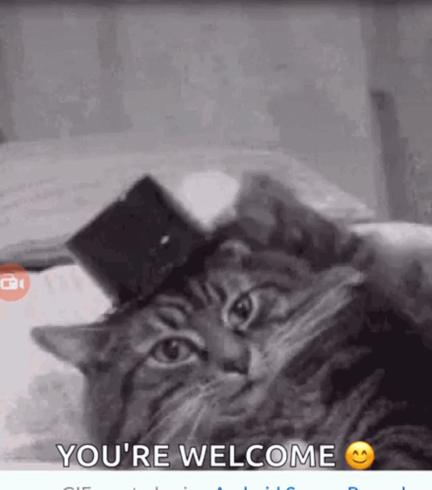 Cat GIF