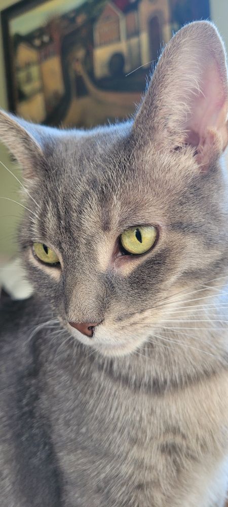 Picture of Stanci, a grey tabby with green eyes and a "cinammon-coloured nose. She is staring to her left.