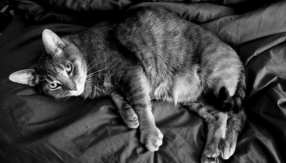 Black and white picture of Stanci, a grey tabby cat, lying on her right side, looking up at the camera.