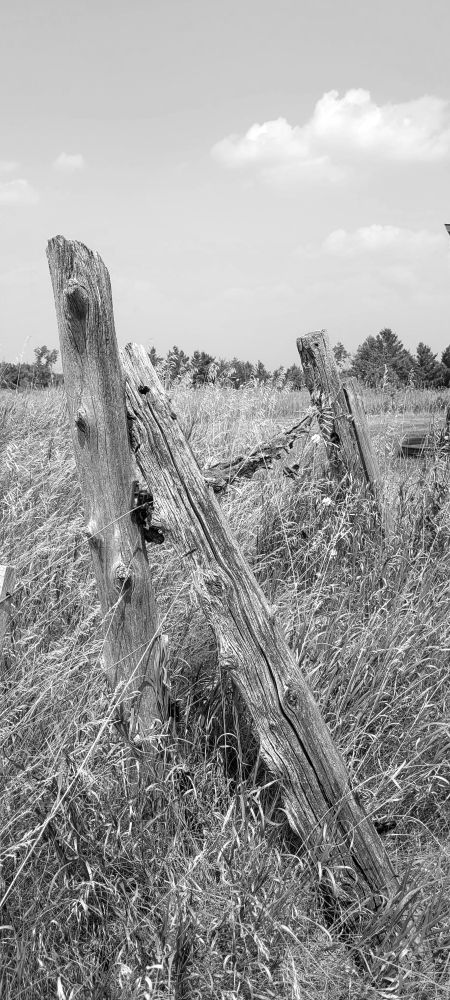 A black and white picture of some fence posts on the edge of a field.