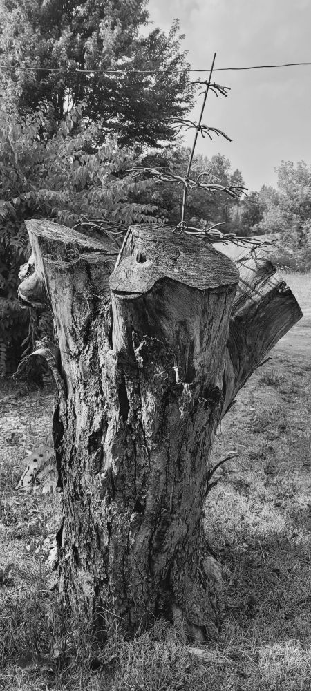 A black and white photo of a 3-pronged tree stump with a wire sculpture of a tree protruding from the middle of it. There are trees in the background.