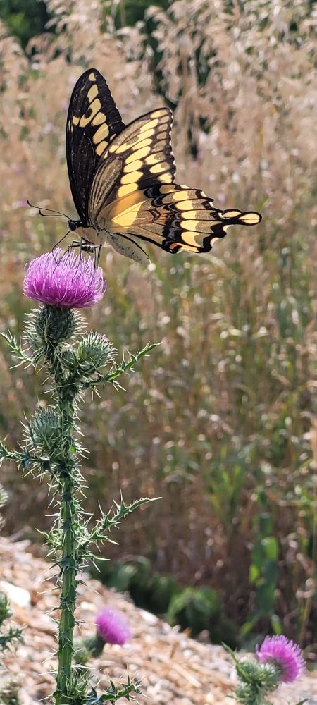 A yellow and black butterfly, sampling some purple thistle nectar
